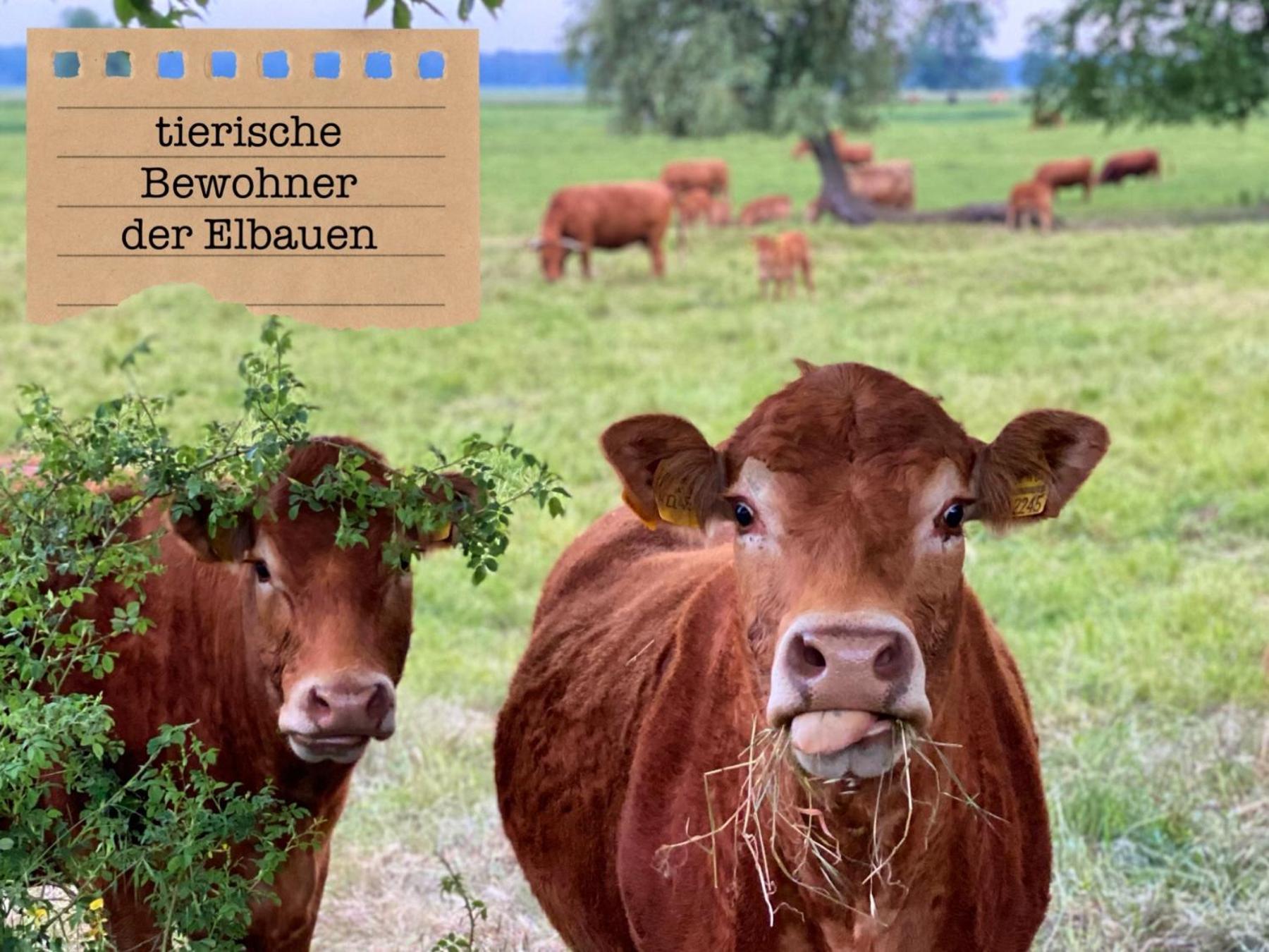 Alte Schule Wittenberg, 3 Ferienwohnungen Fuer Bis Zu 12 Personen, An Der Elbe, Mit Garten Exterior foto