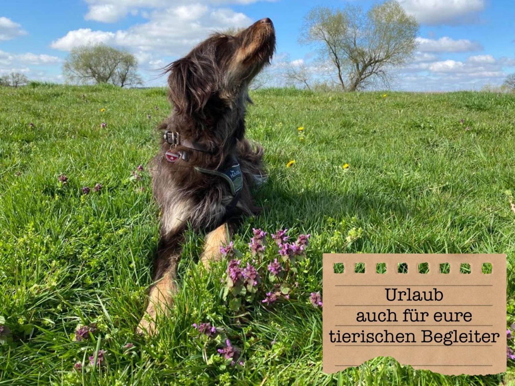 Alte Schule Wittenberg, 3 Ferienwohnungen Fuer Bis Zu 12 Personen, An Der Elbe, Mit Garten Exterior foto